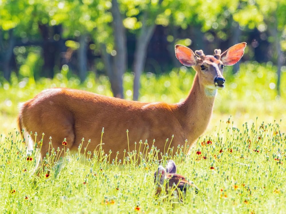 Deer at Martin Park Nature Center