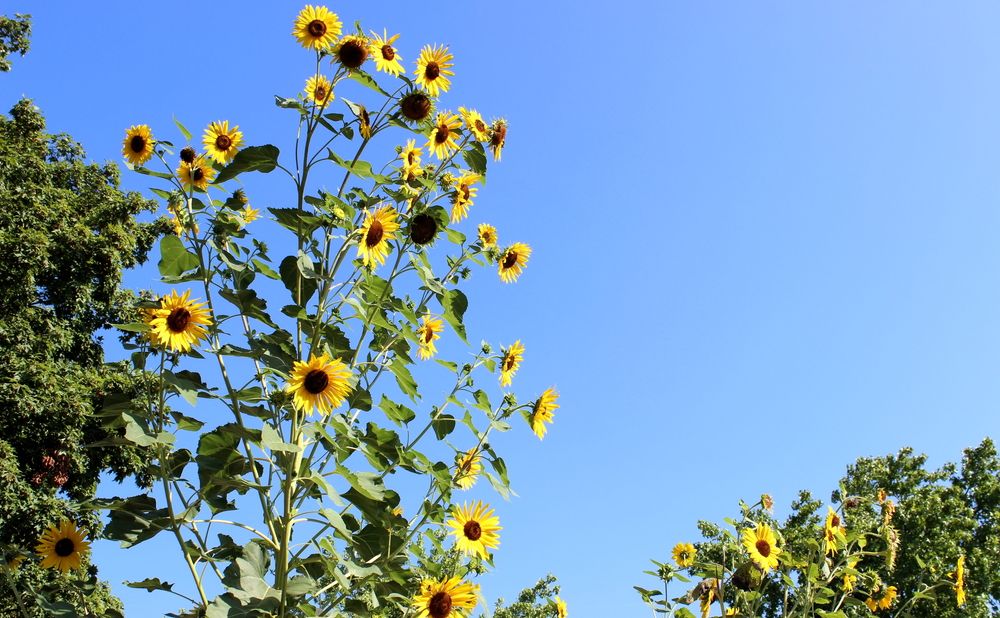 Sunflowers at Wegerzyn Gardens MetroPark