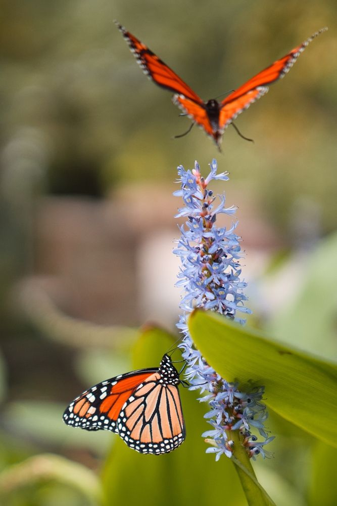 Two monarch butterflies in Myriad Botanical Gardens
