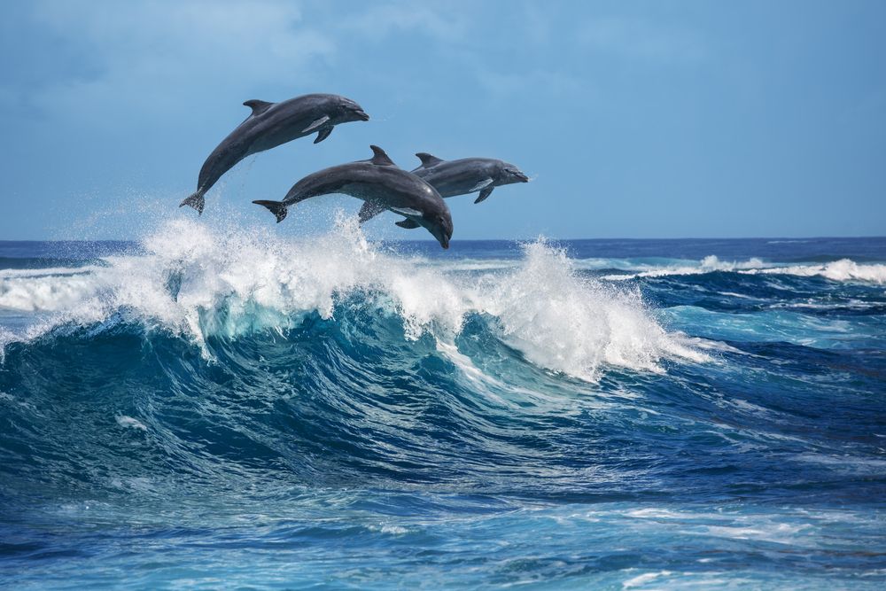 Dolphins jumping from the water