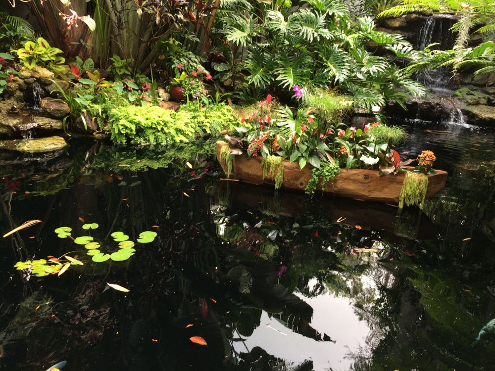 A koi pond at Marie Selby Botanical Gardens