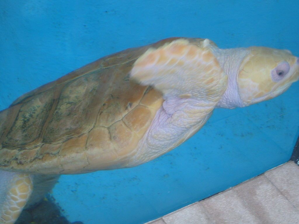 A sea turtle in Mote Marine Laboratory and Aquarium
