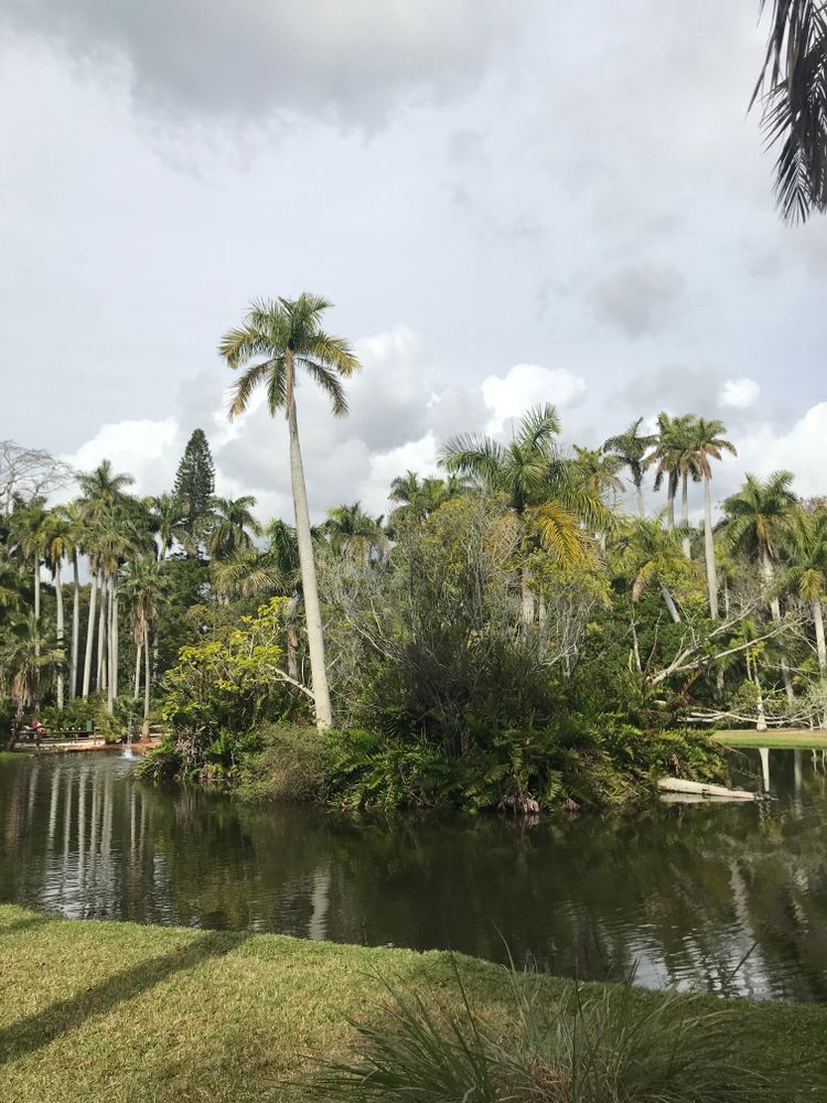 Tall trees at Sarasota Jungle Gardens