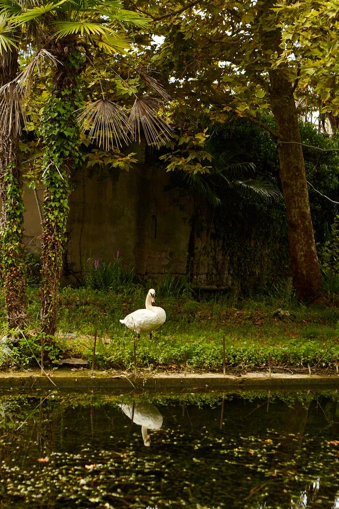 A swan near the waters of Sarasota Jungle Gardens