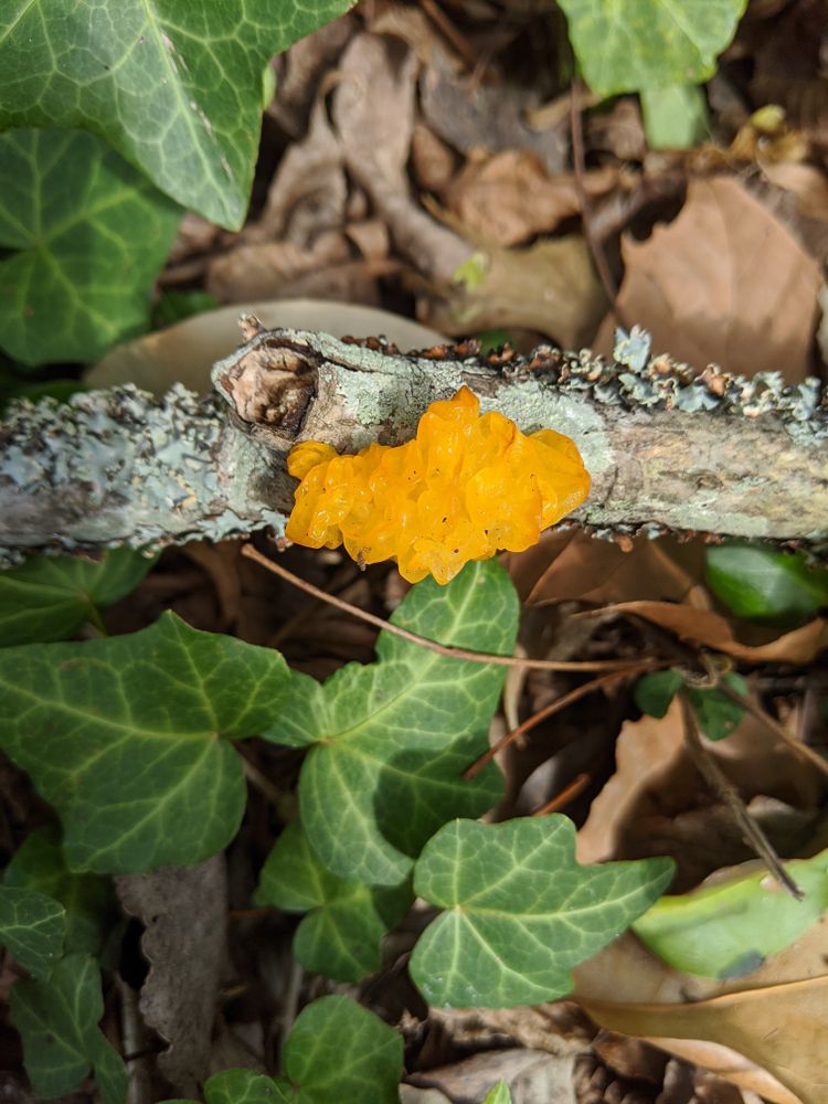 Witches butter fungus at Williamson Park