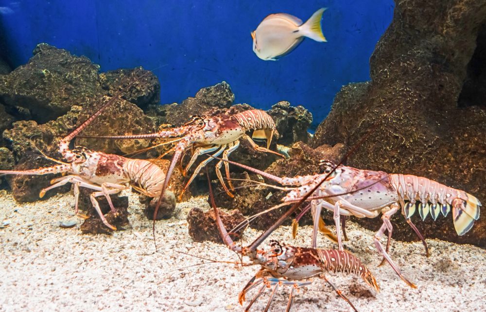 Lobsters at the Florida Aquarium