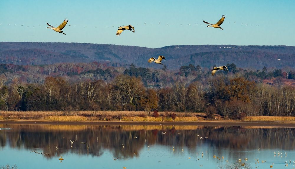 Scenic view of Hiwassee Wildlife Refuge