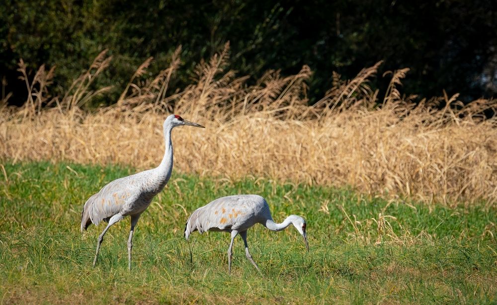 Sandhill cranes at Hiwassee Wildlife Refuge