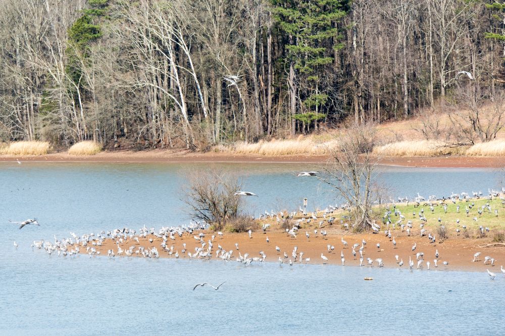 Flock of birds at Hiwassee Wildlife Refuge