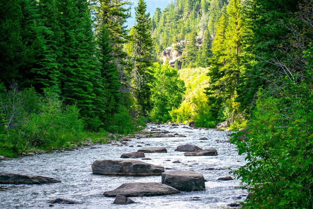 Trees surrounding Duchesne River