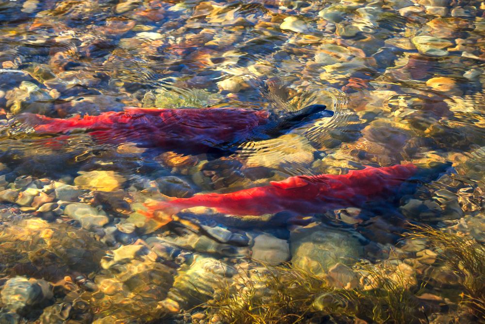 Kokanee salmon at Strawberry River