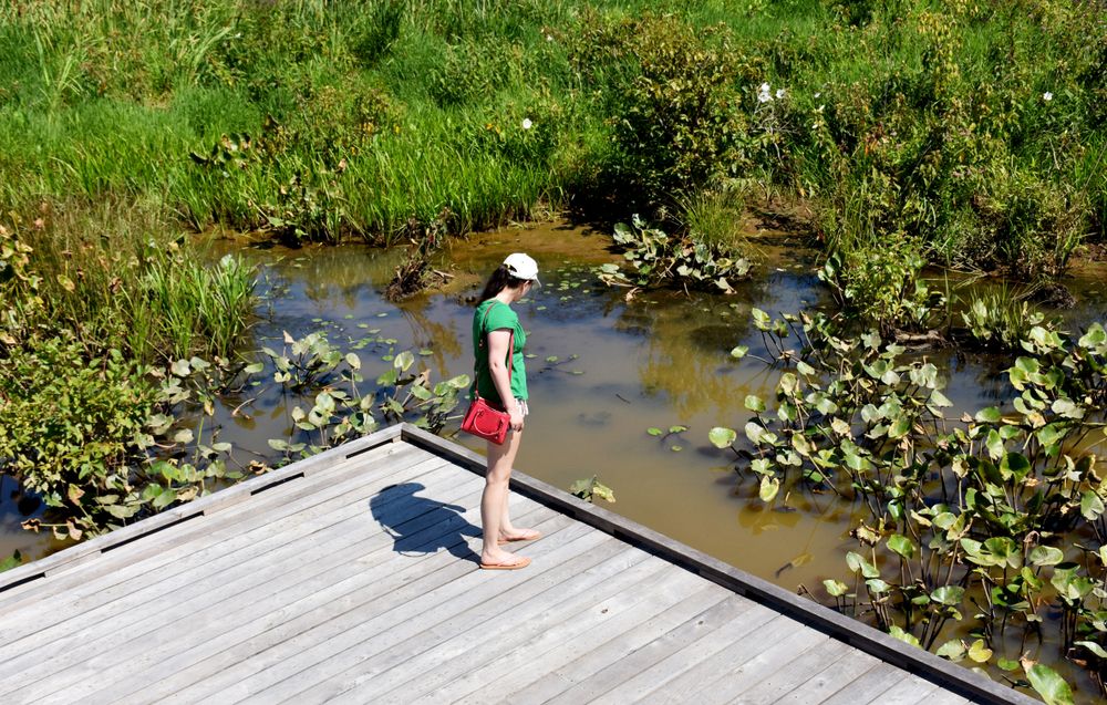 A person on the Neabsco Creek Boardwalk