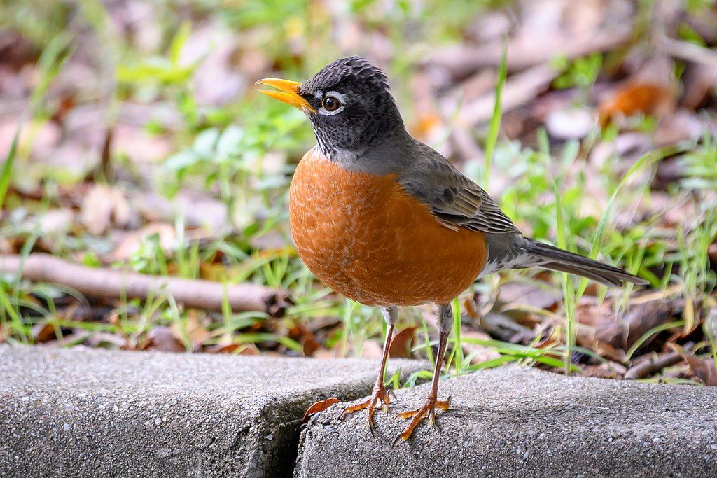A bird at Kennedy Grove Regional Recreation Area