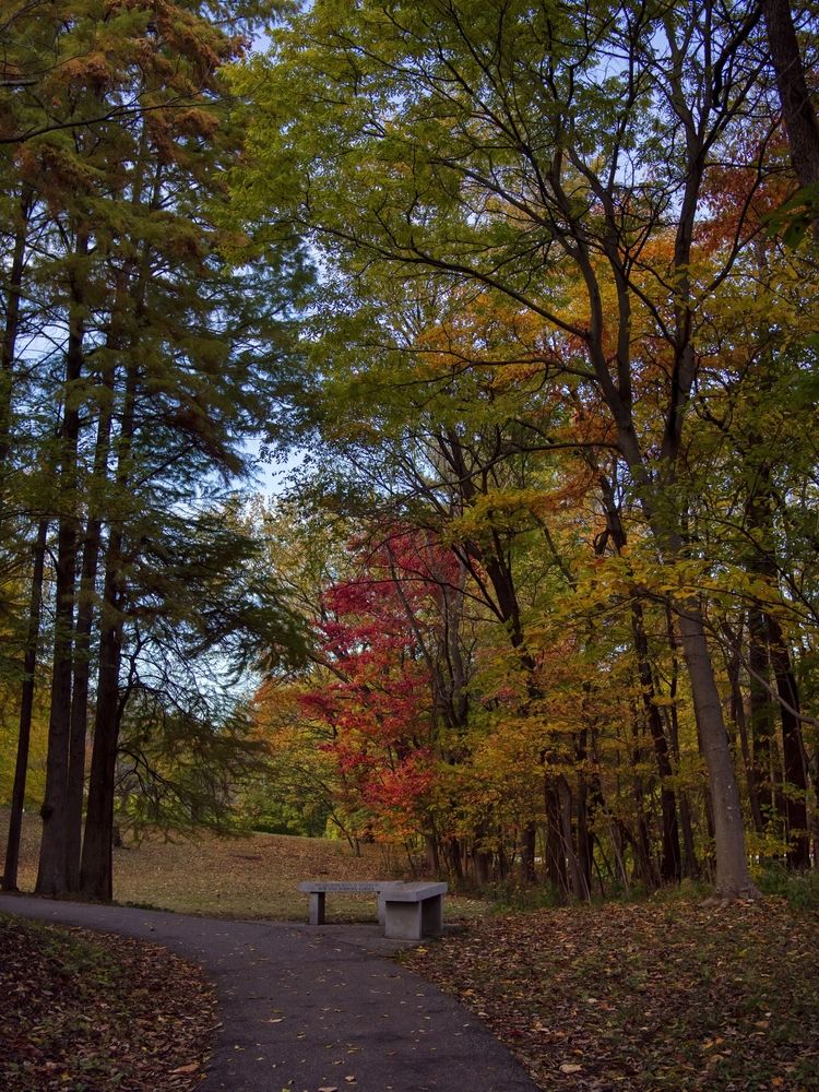 Paved pathway lined with trees at The Gardens