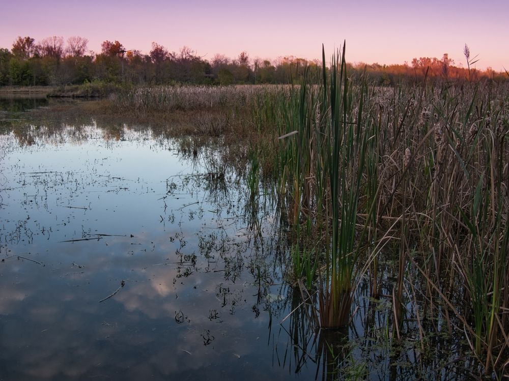 Marsh at Watershed Nature Center