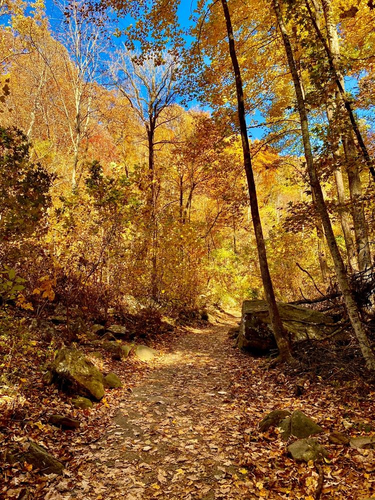 Forest trail at Amicalola Falls State Park