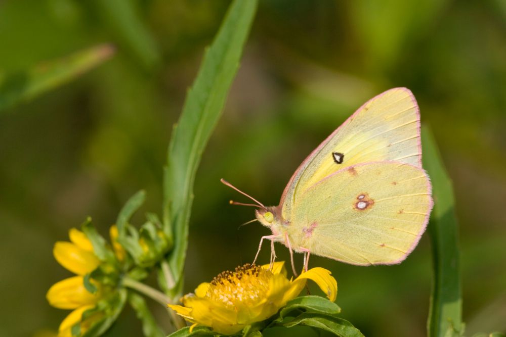 Sulphur insect on a flower at Ballard Nature Center