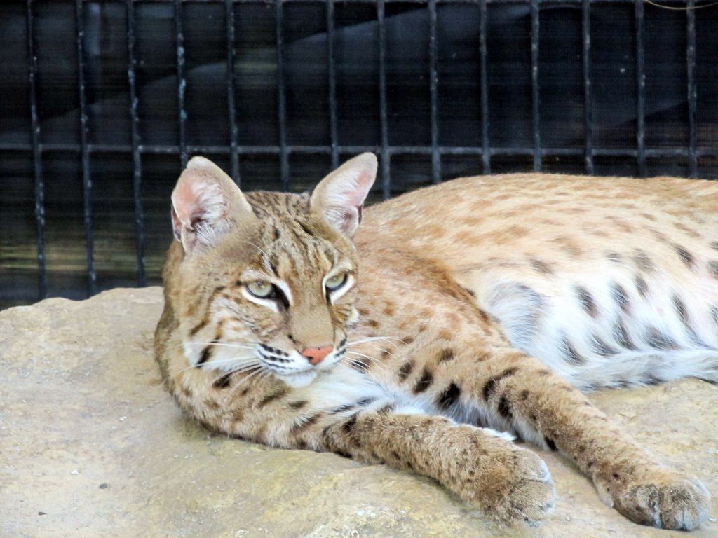 Bobcat in David Traylor Zoo