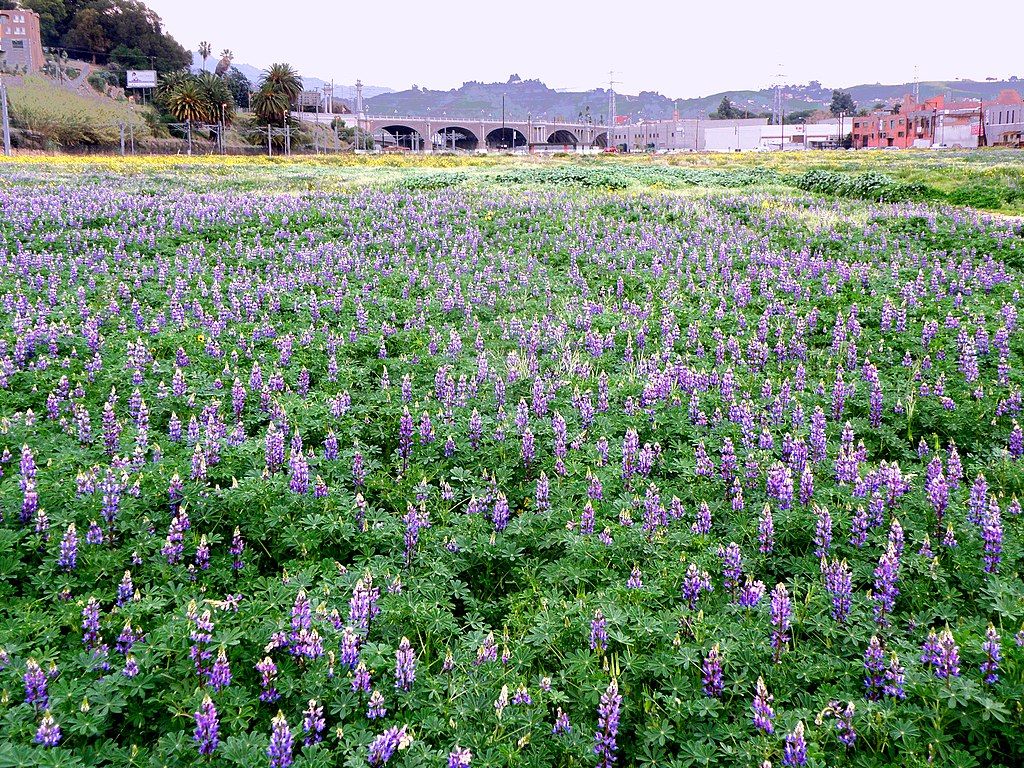 Lupines at Los Angeles State Historic Park