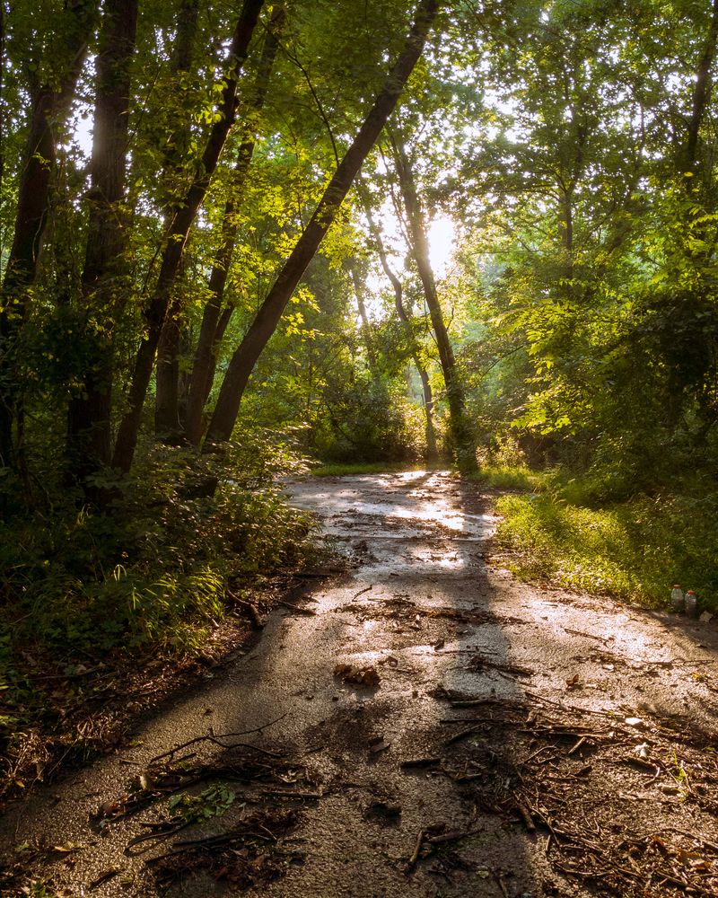 Nature trail at Patapsco Valley State Park