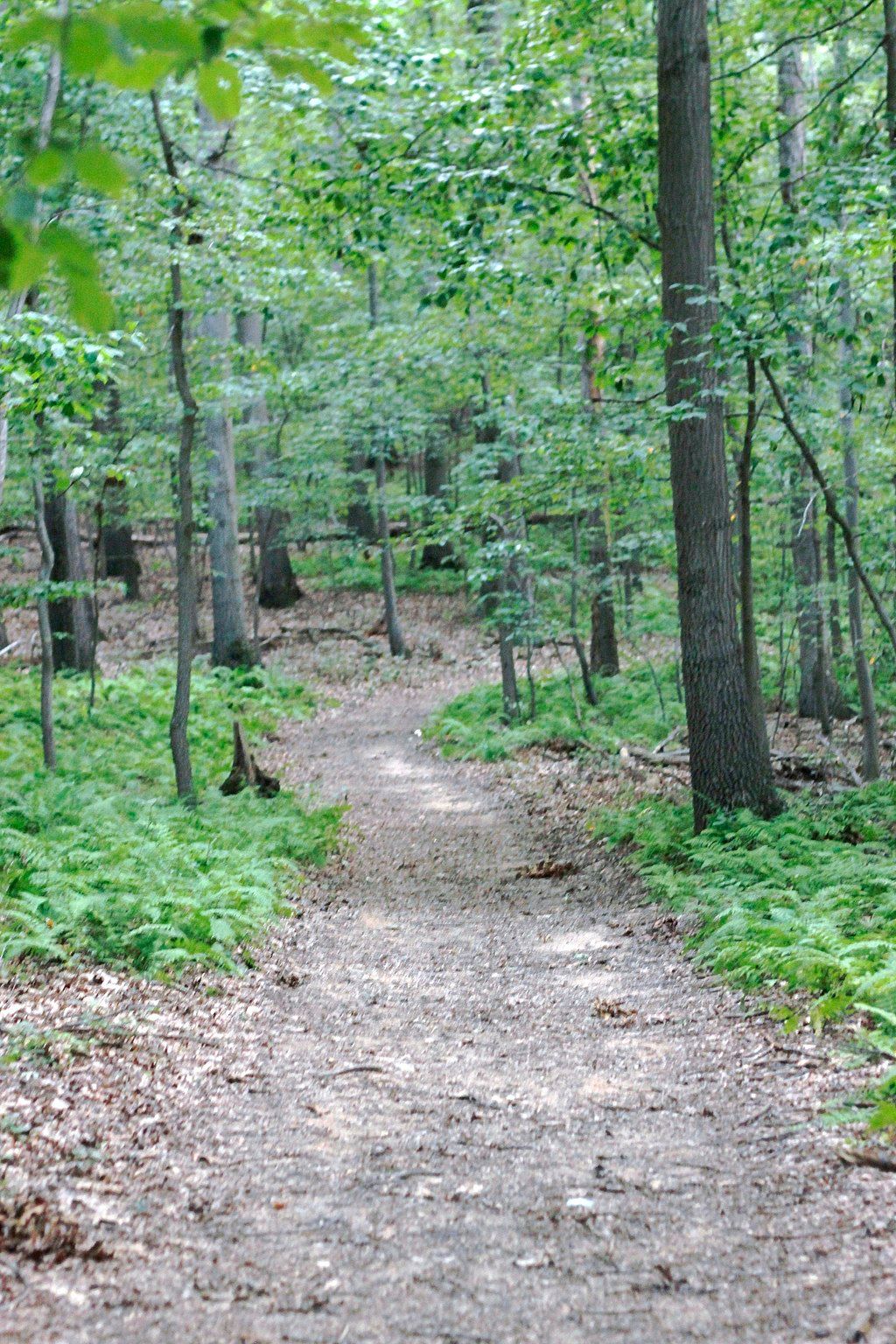 Nature trail at Piney Run Park