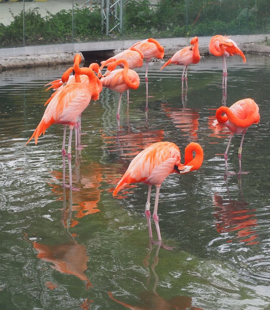 Flamingos at Miami Zoo