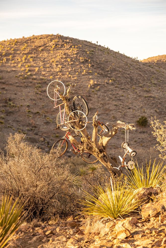 Bicycle Burial Ground on Tree in Hancock Hill