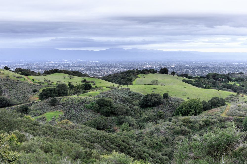 Wilderness at the Fremont Older Open Space Preserve