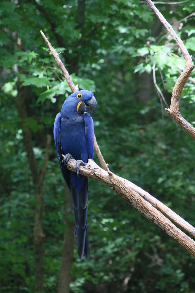Kakak tua bird on a tree at Nashville Zoo