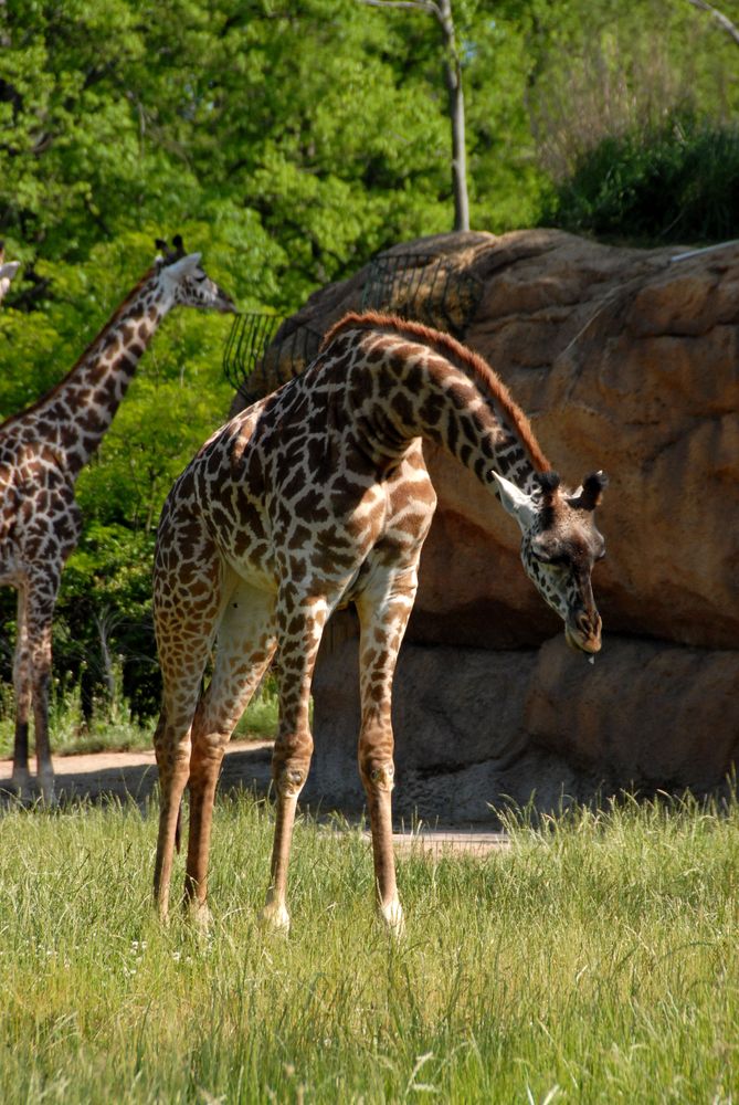 Tall giraffes at Nashville Zoo