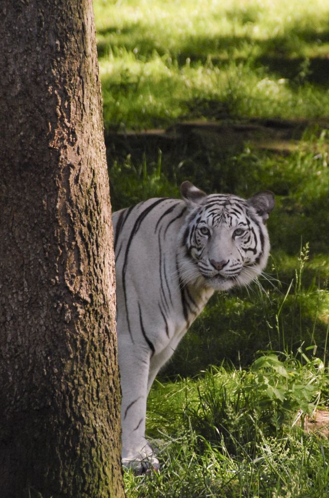 A siberian tiger at Nashville Zoo