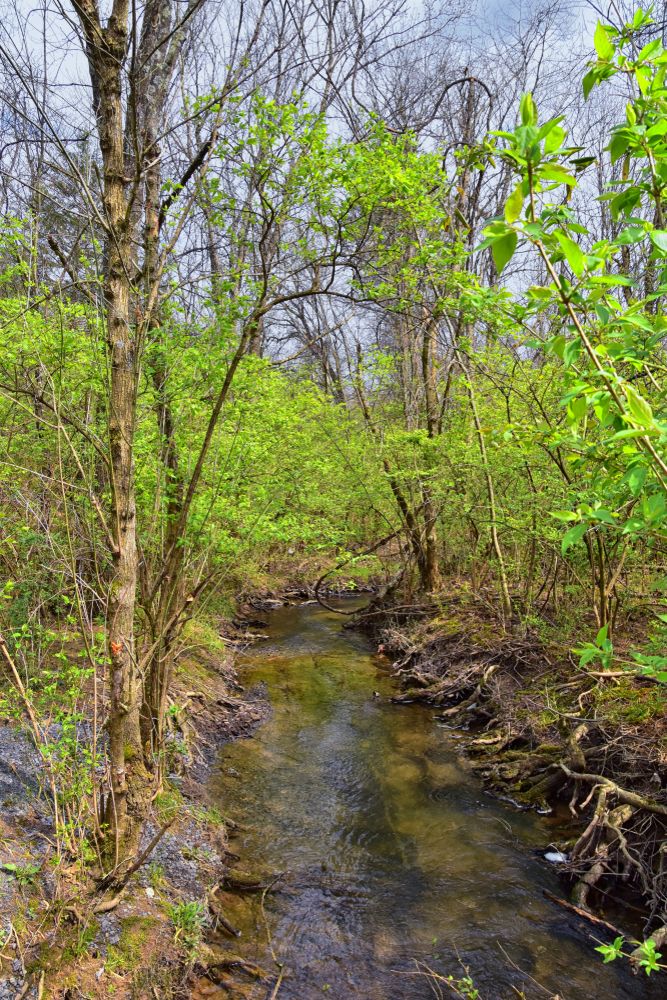 A stream at Shelby Bottoms Greenway and Natural Area