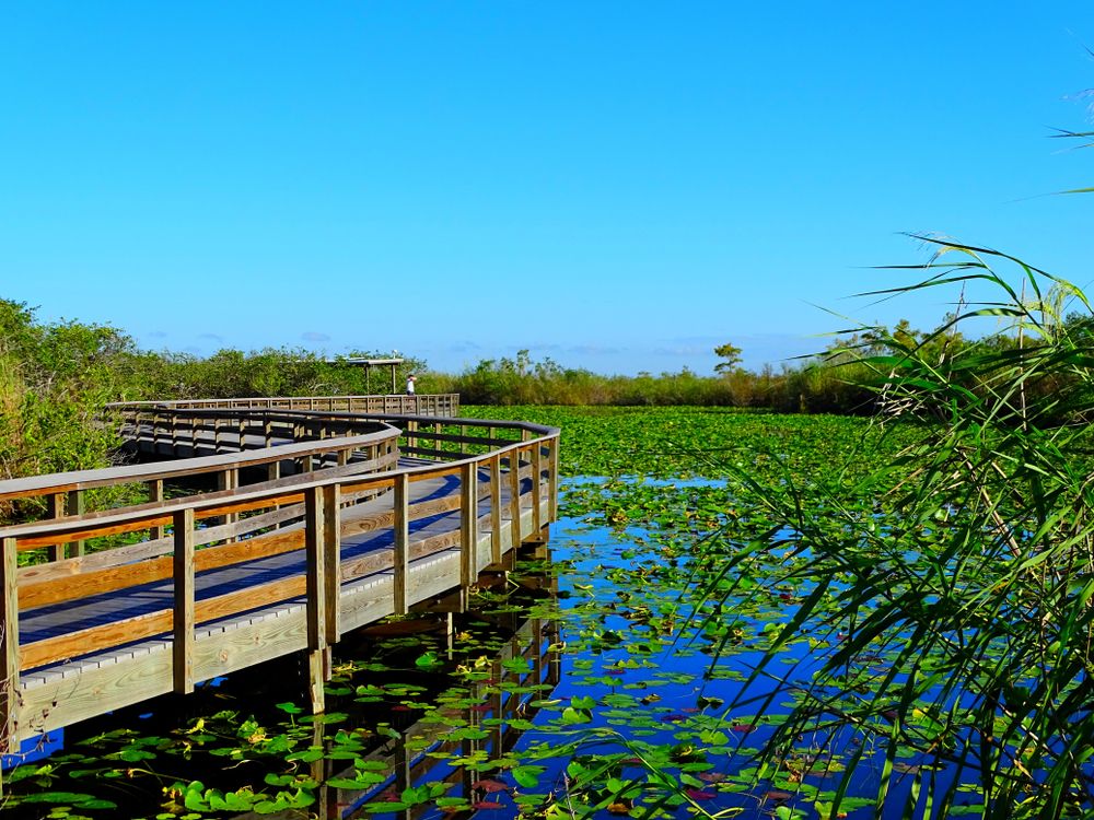 Waters below the Anhinga Trail