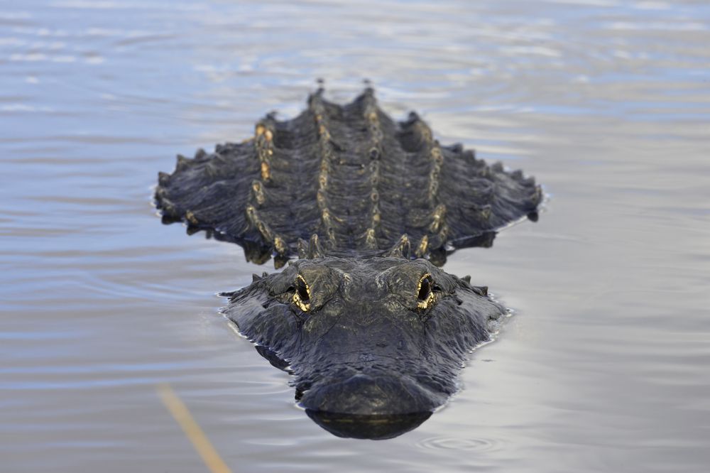 An alligator below the Anhinga Trail