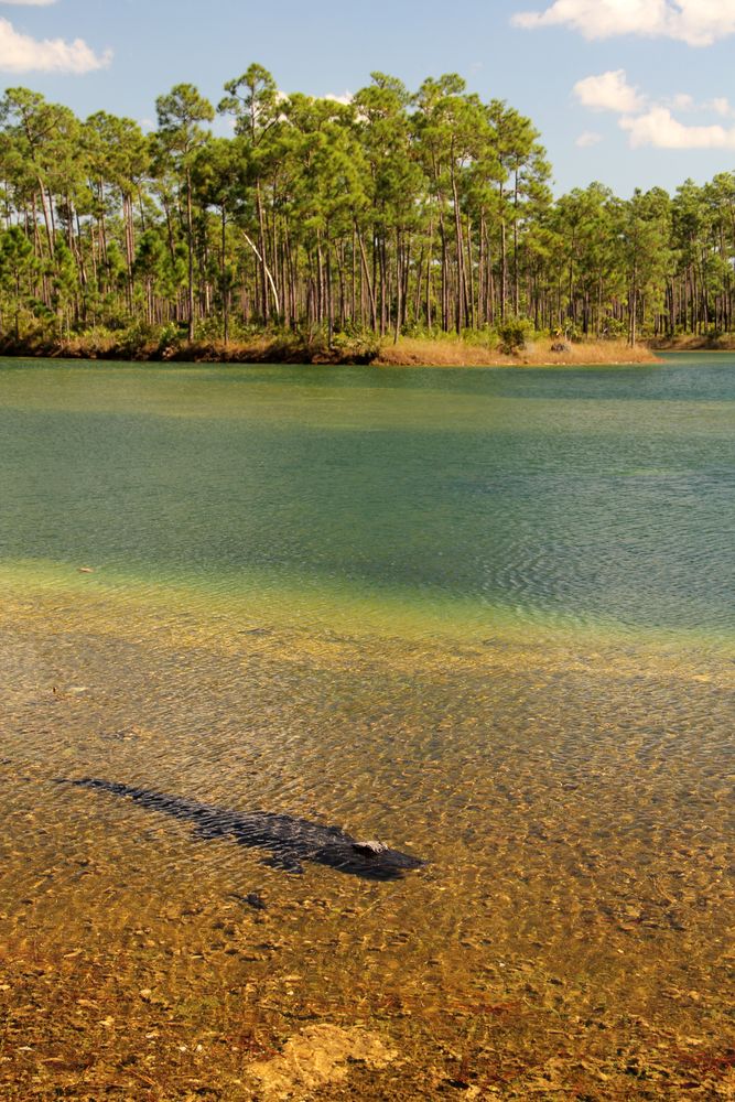 An alligator on the waters of Long Pine Key Campground