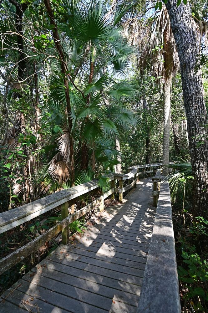 Trees shading the Mahogany Hammock Trail
