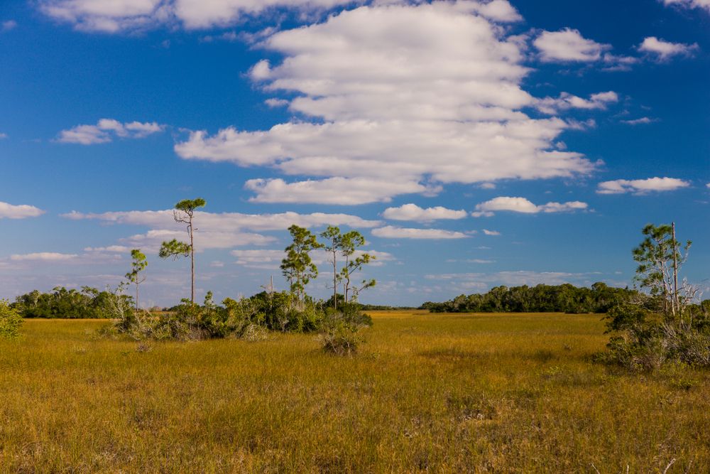 Nature view from Mahogany Hammock Trail