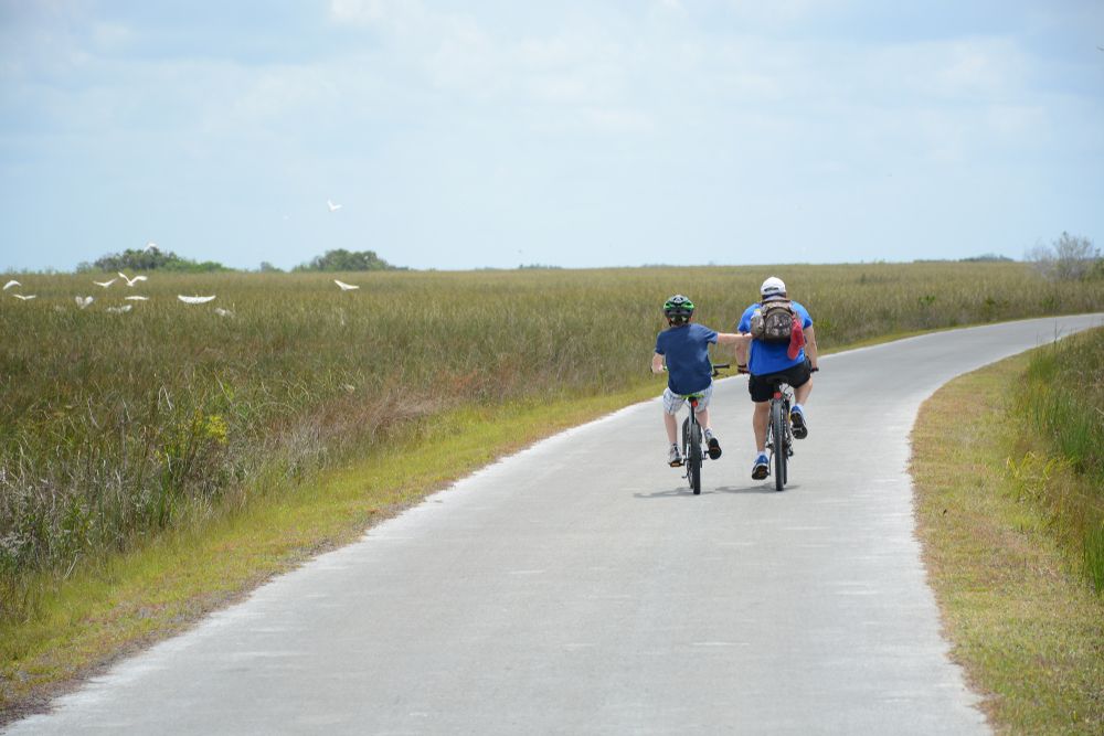 Two people riding bikes along Shark Valley Visitor Center's paved road