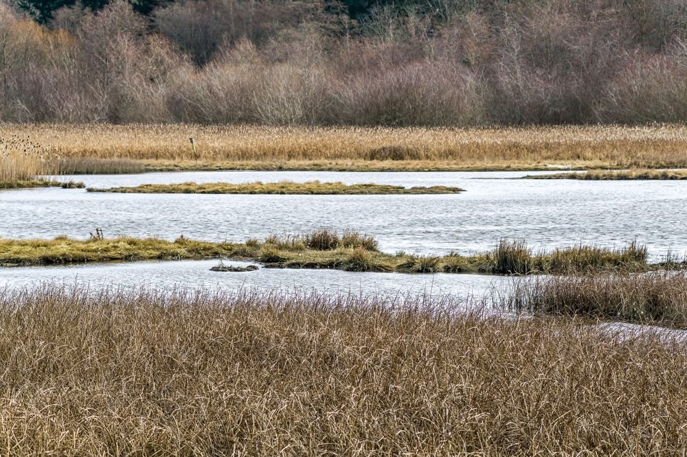 The waters of Edmonds Marsh