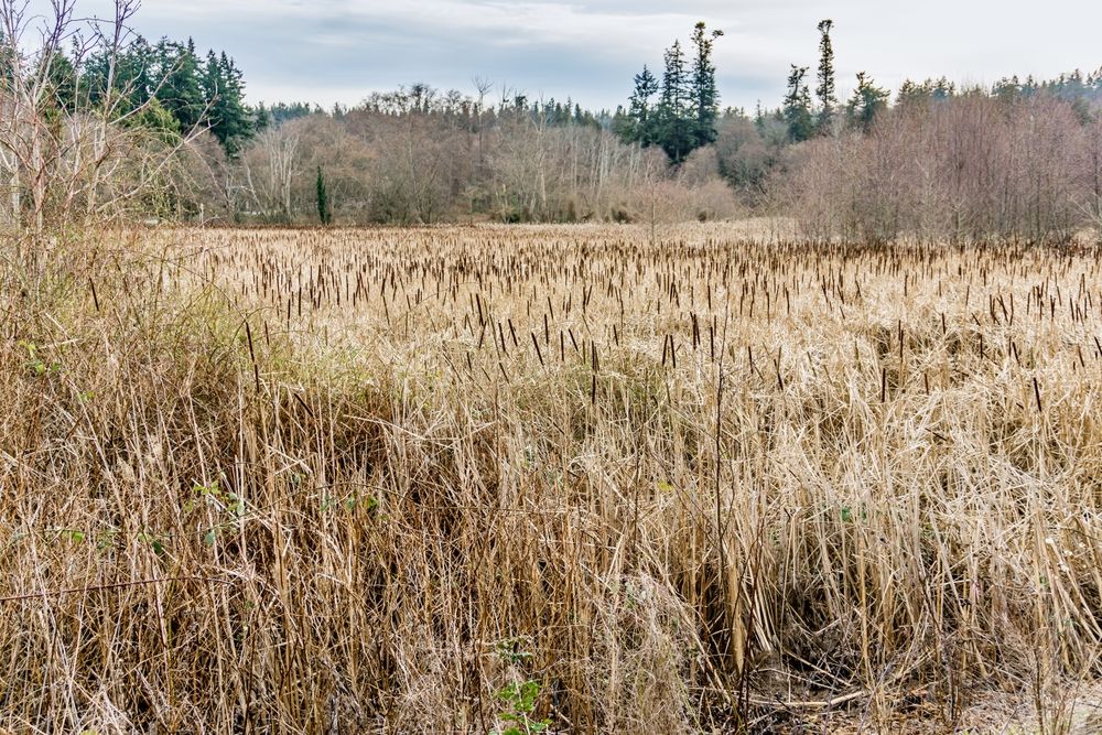 Daytime view of Edmonds Marsh