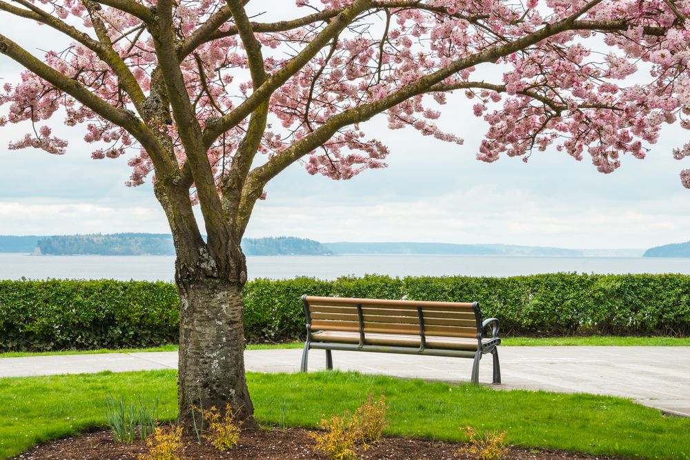 Bench under a cherry blossom tree at Grand Avenue Park