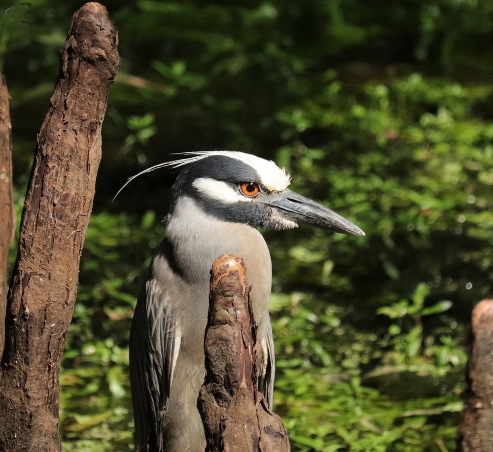 A bird at Manatee Springs State Park