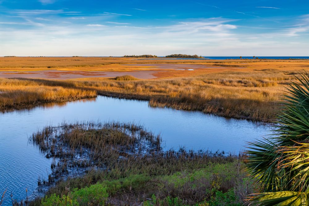 Marshes at St. Marks National Wildlife Refuge
