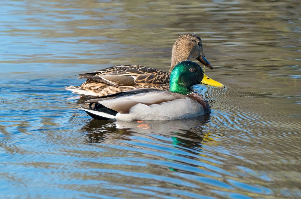Ducks swimming on the waters of Rockville Hills Regional Park