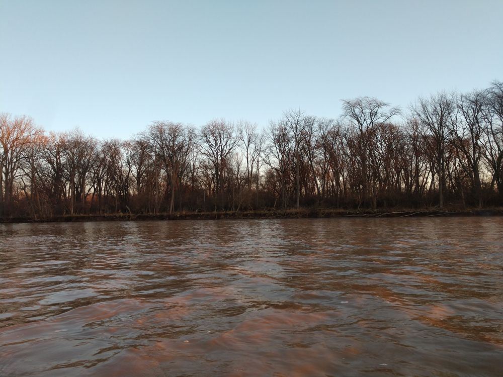 Trees surrounding Maumee River