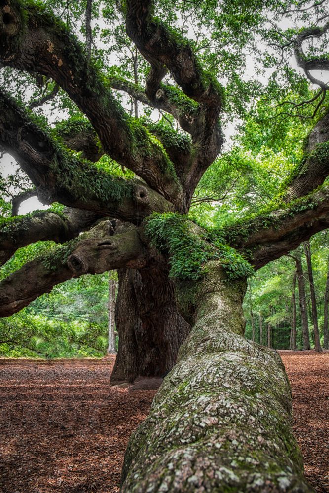 Large branches of Angel Oak Tree resting on the ground