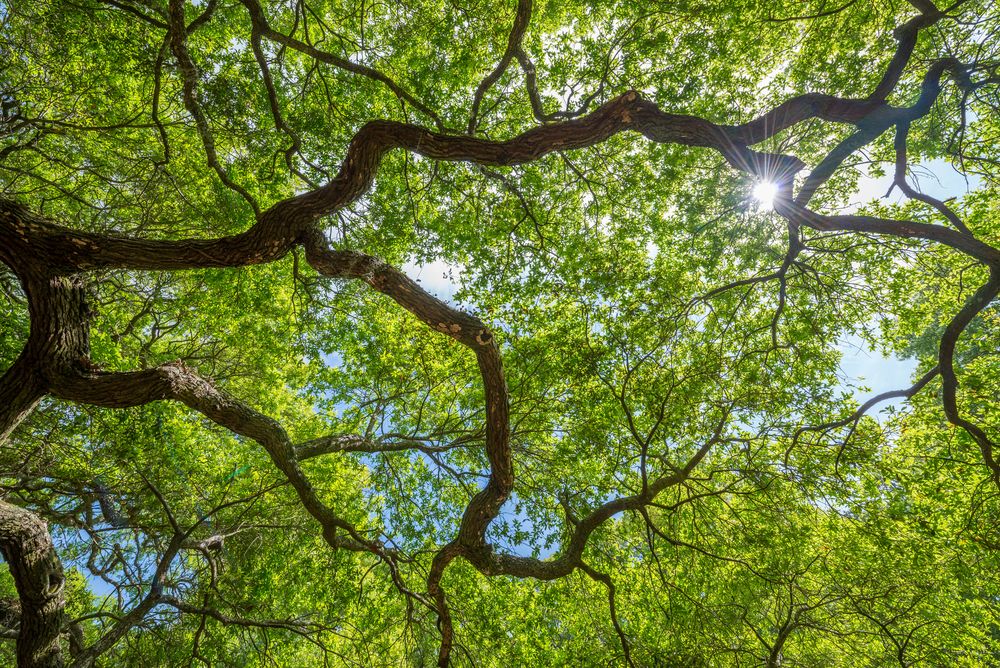 View from looking up the Angel Oak Tree