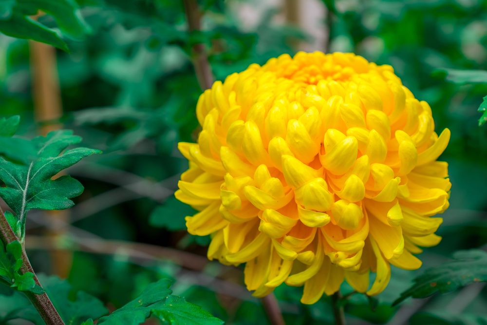 A bright chrysanthemum flower at Columbus Botanical Garden