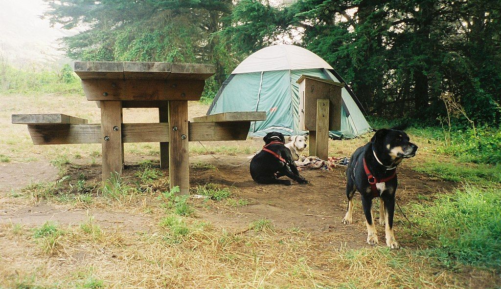 Dogs near a tent at Bicentennial Campground