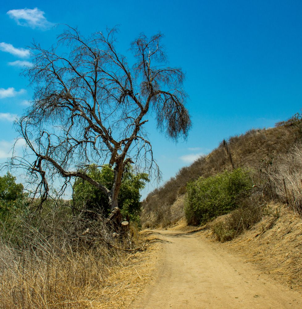 Dirt trail at Carbon Canyon Regional Park